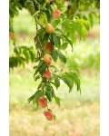 Персик інжирний ‘Нікітський’|Prunus persica var. platycarpa ‘Nikitskiy’|Персик инжирный ‘Никитский’